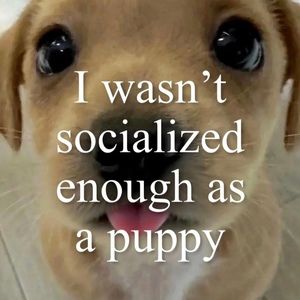 Meet your Posher, Lucas